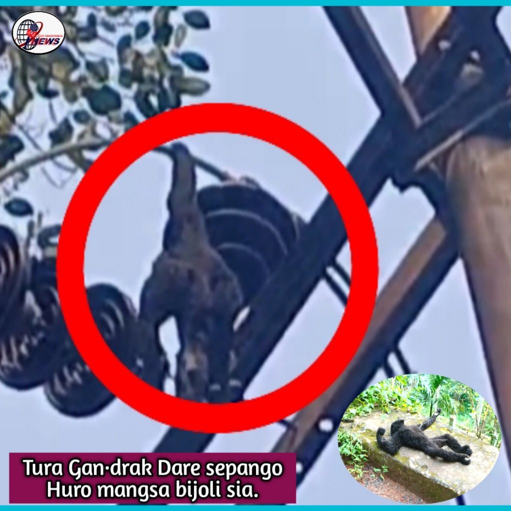 Tura Gan·drak Dare jolo huro mangsa bijoli nange sia